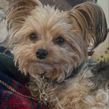 Pet Energy Healing